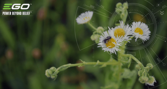 How to create an insect-friendly garden