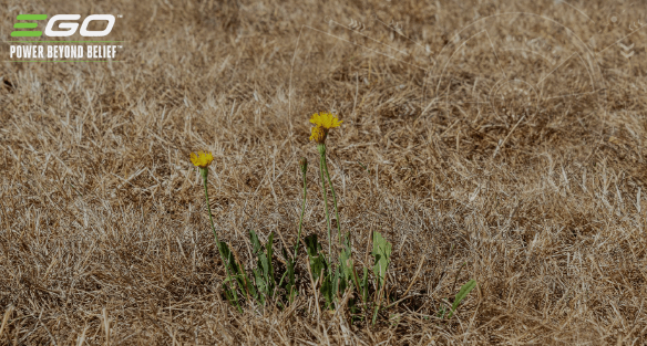 Lawn care during a summer heatwave